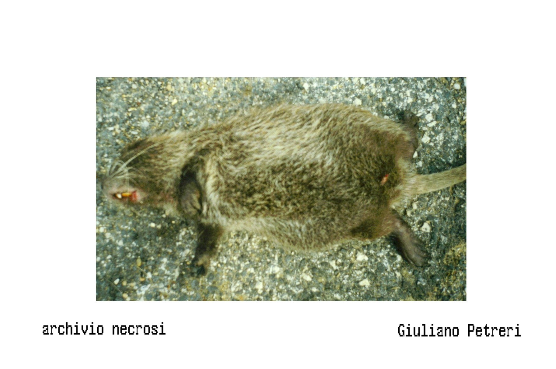 Nutria morta di recente